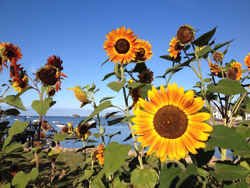 Print In Class B By Brian Gray For Sunflowers At Stony Creek NOV-2018.jpg